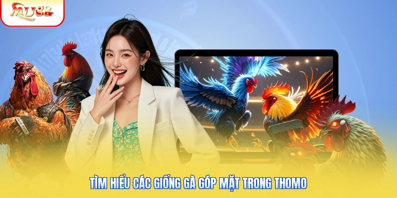 Đá Gà Trực Tiếp Thomo Là Gì? Nguồn Gốc Và Đặc Điểm Nổi Bật 2 Tìm hiểu các giống gà góp mặt trong Thomo